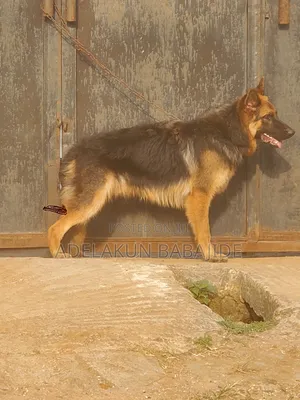 3-6 months Male Purebred German Shepherd