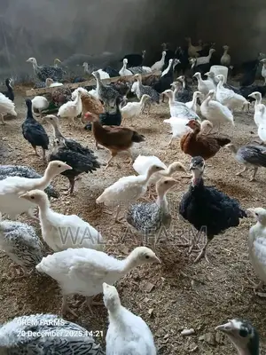 Healthy 6-8 Week Old Local Turkeys Now Available
