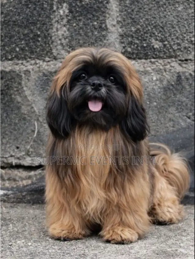 Shih Tzu Stud Services