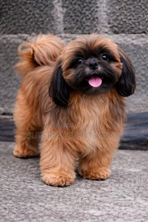 Shih Tzu Stud Services