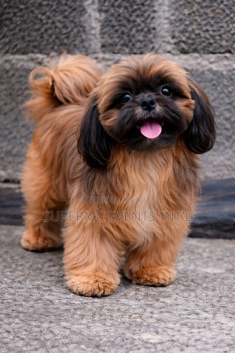 Shih Tzu Stud Services