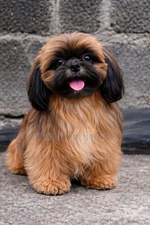 Shih Tzu Stud Services