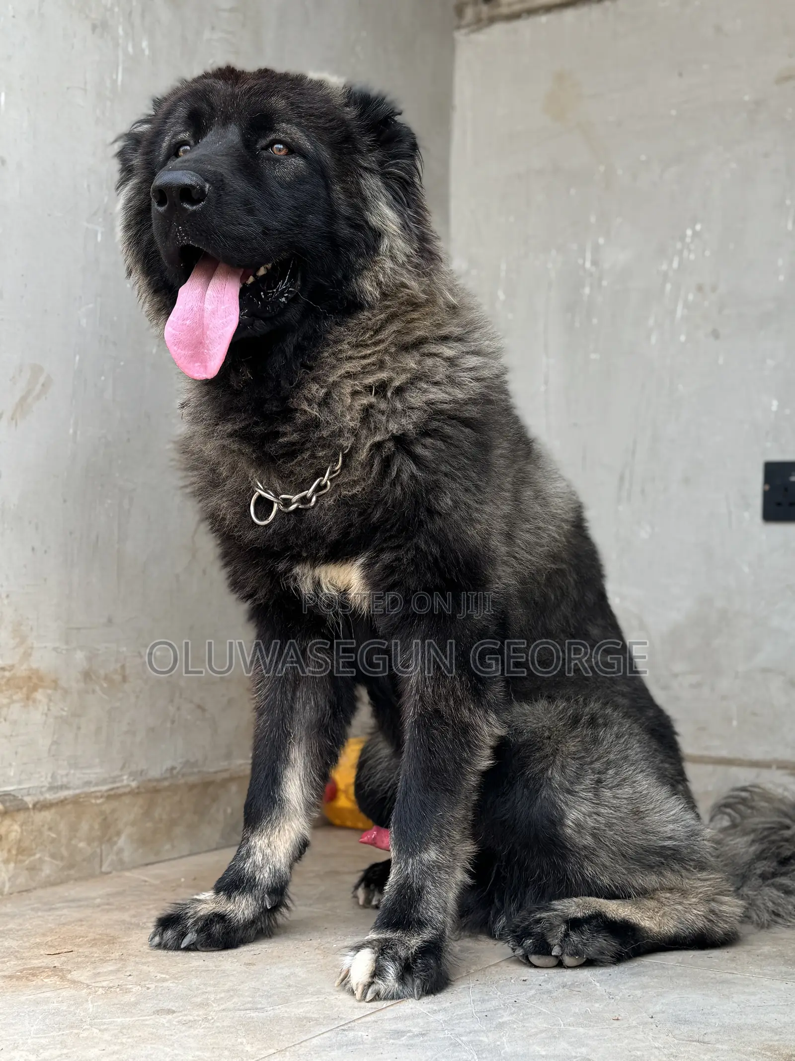 Caucasian Shepherd Stud for Mating Services