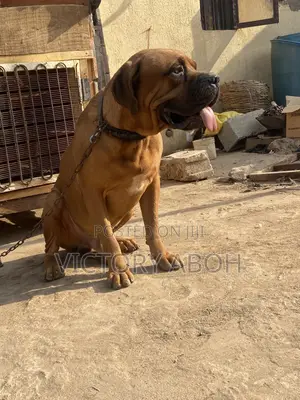 1+ year Male Purebred Boerboel