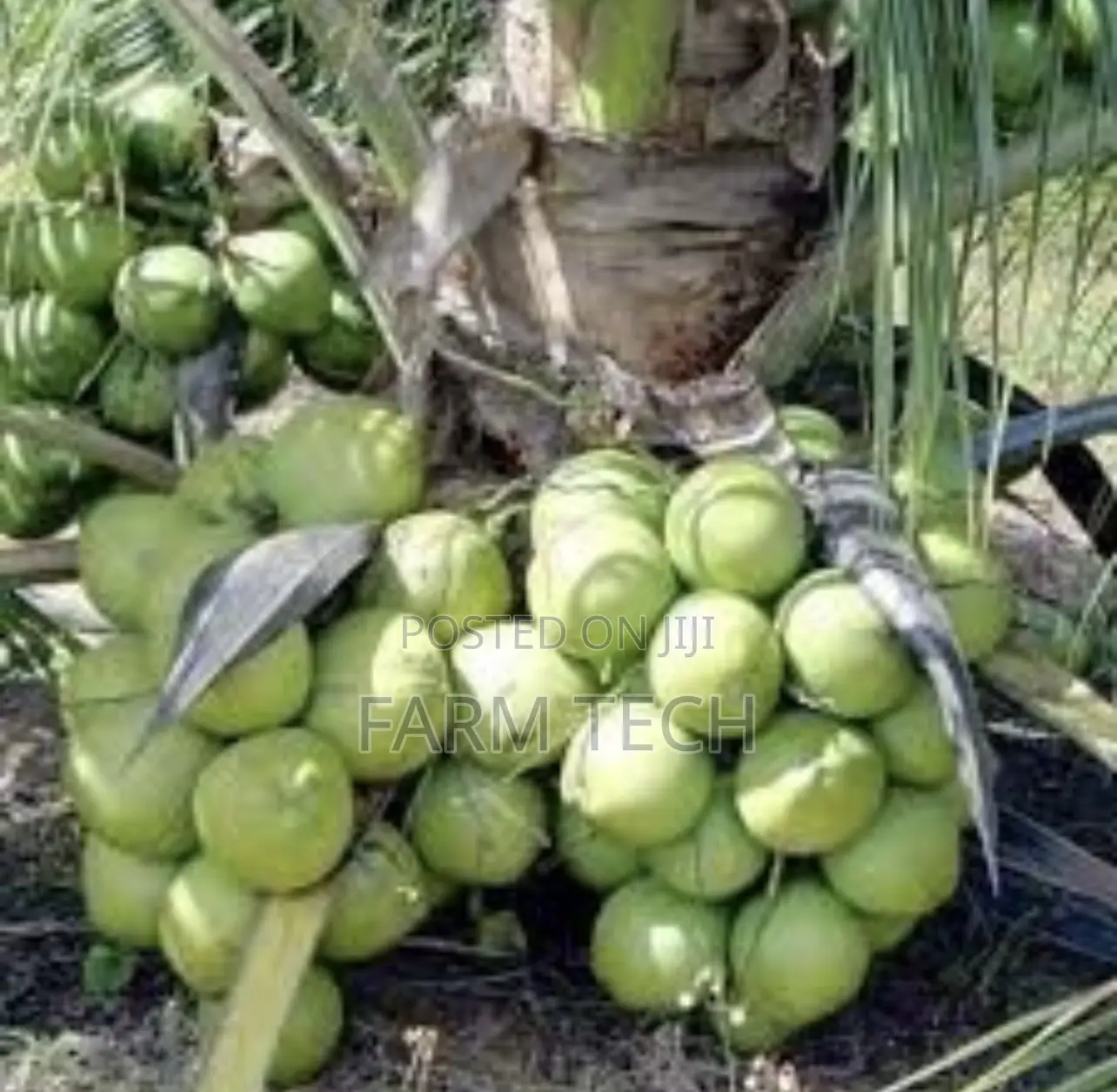 Coconut Suckers