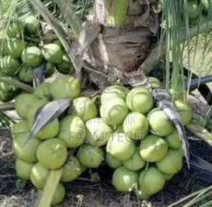 Coconut Suckers
