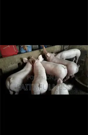 Pigs for Sale