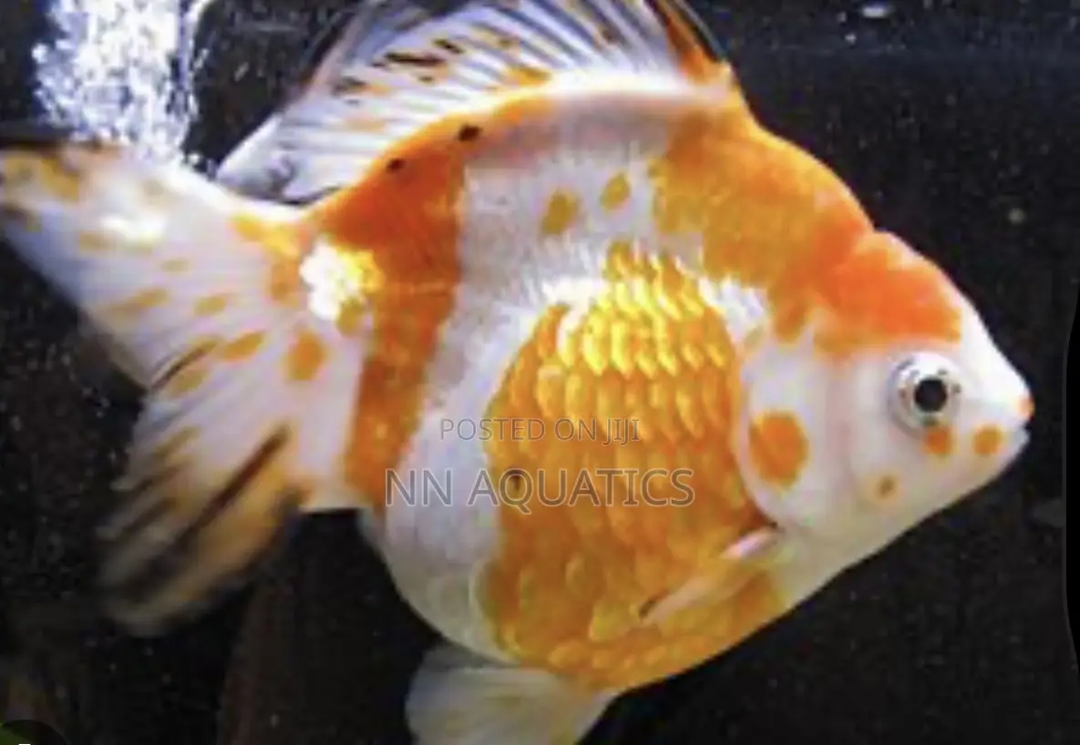 Ryukin Goldfish