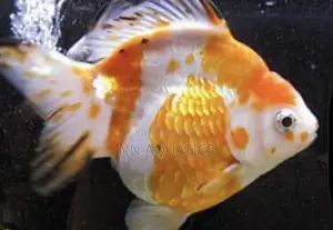 Ryukin Goldfish