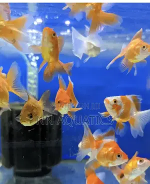 Ryukin Goldfish