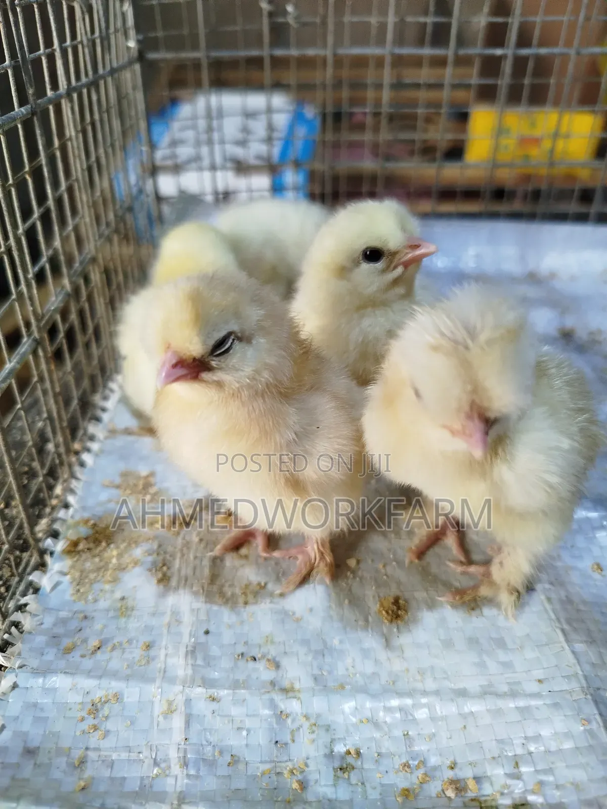 Sultan Chicks