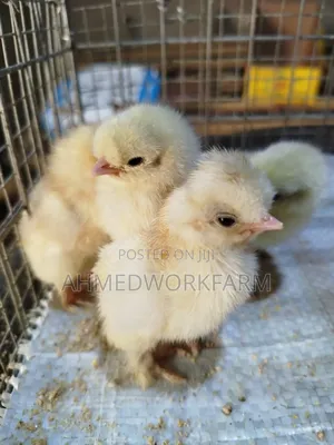 Sultan Chicks