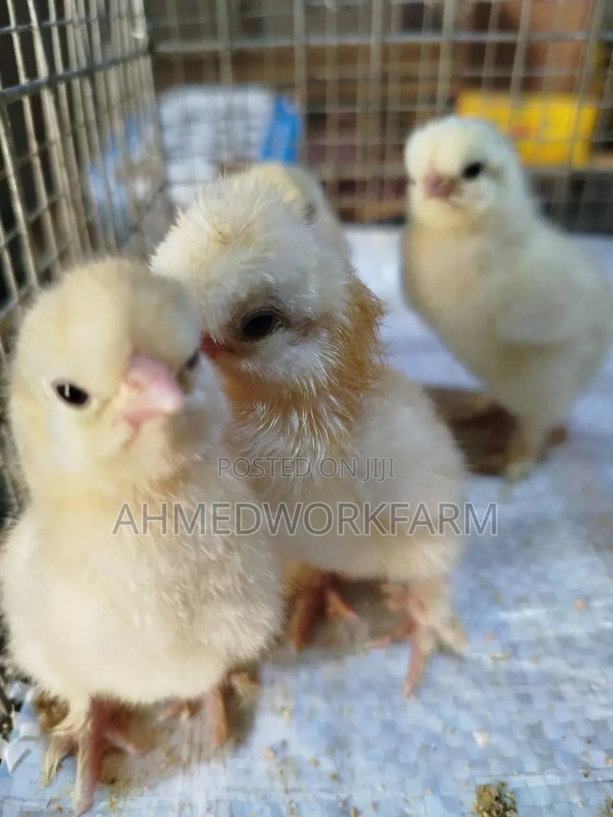 Sultan Chicks