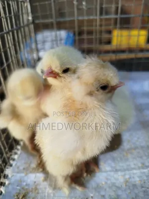 Sultan Chicks