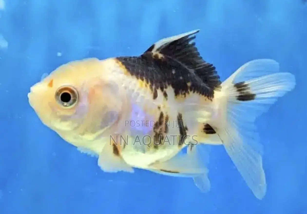 Oranda Gold Fish