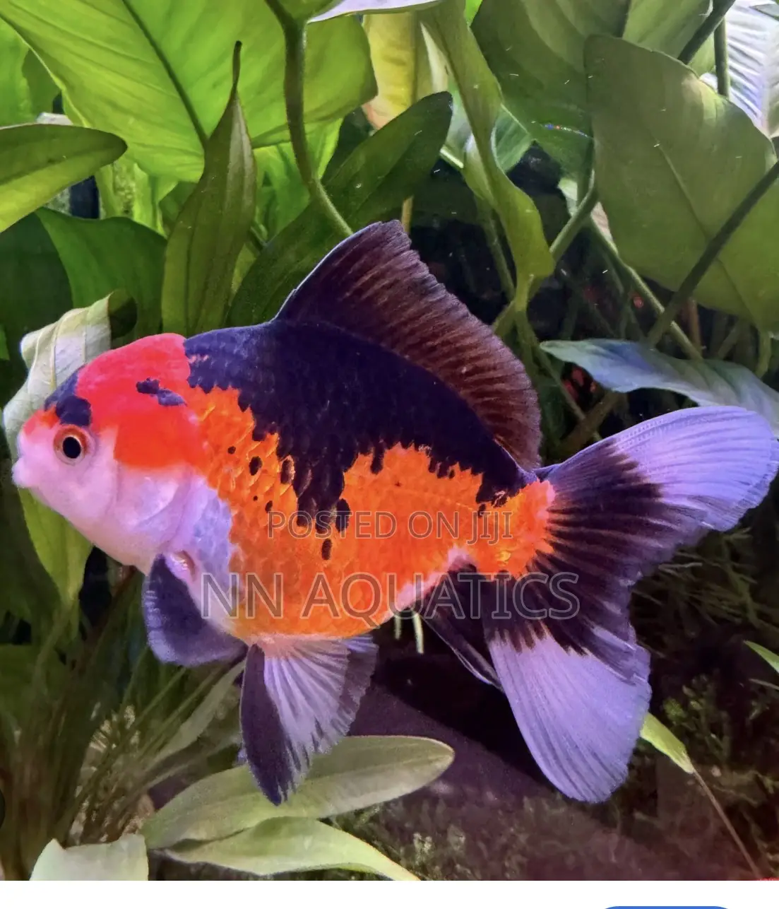 Oranda Gold Fish