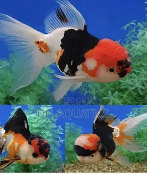 Oranda Gold Fish