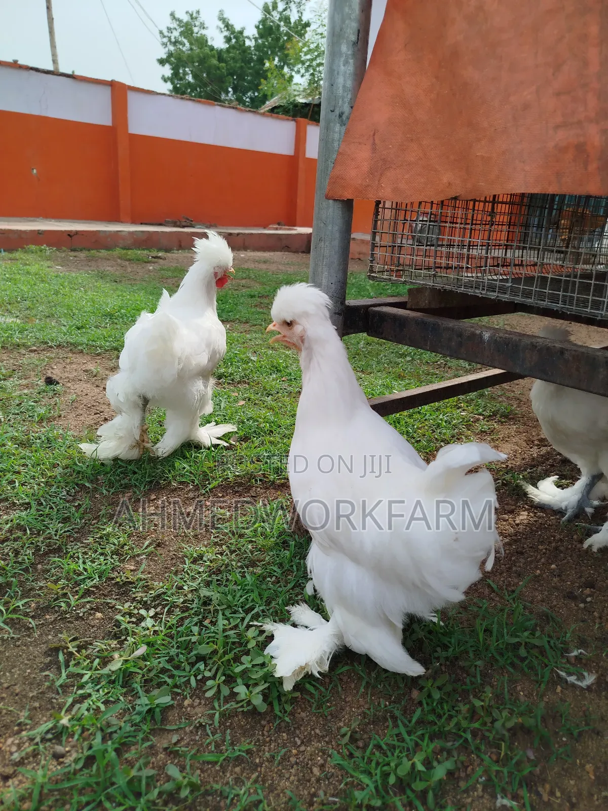 Sultan Chicks
