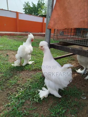 Sultan Chicks