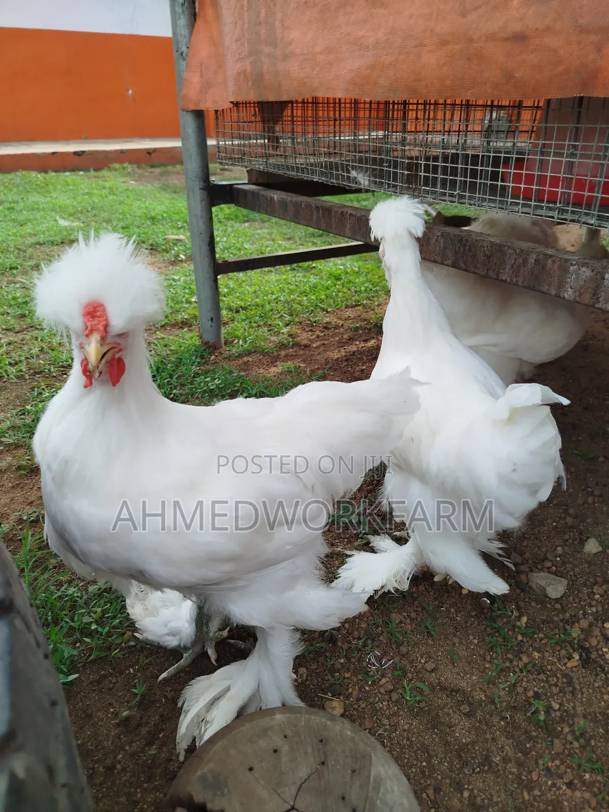 Sultan Chicks