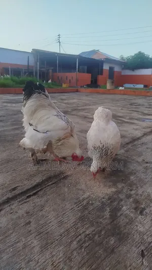 Brahma Chicks