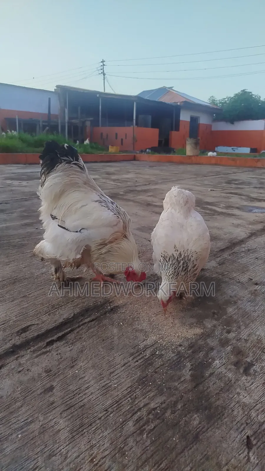 Brahma Chicks