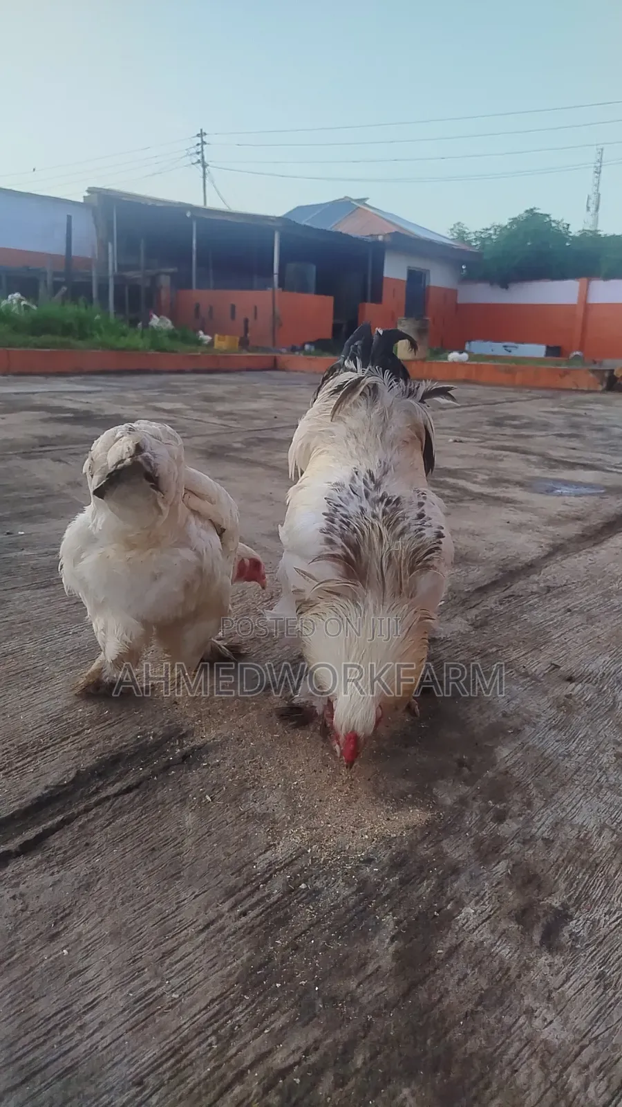 Brahma Chicks