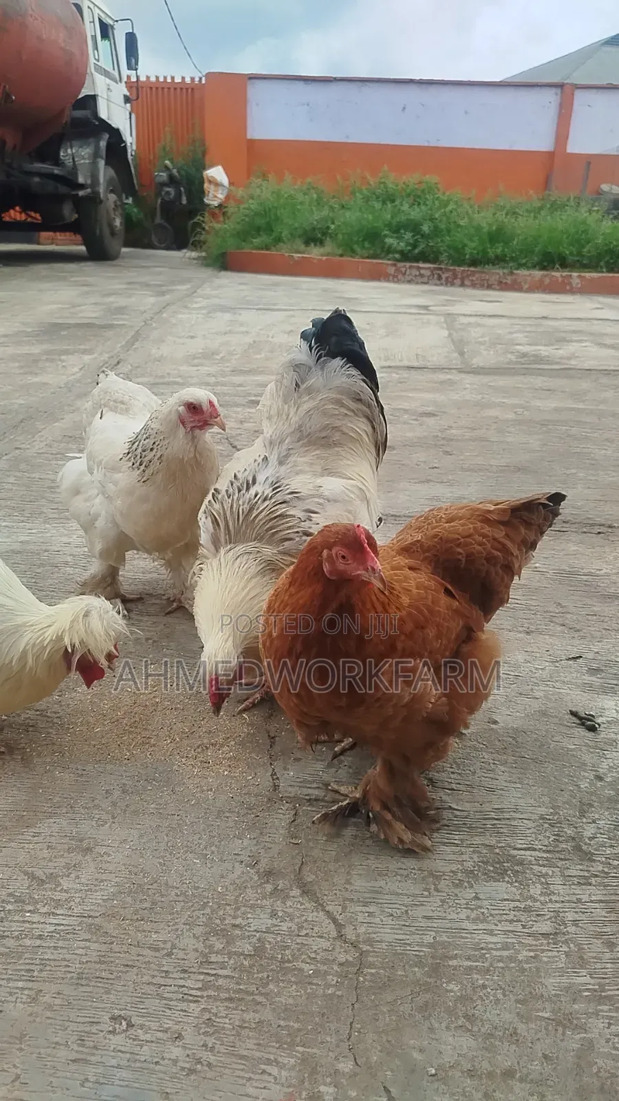 Brahma Chicks