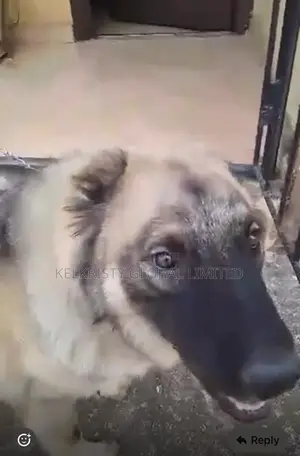 1+ year Male Purebred Caucasian Shepherd