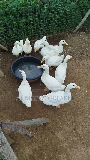 American Pekins Duck