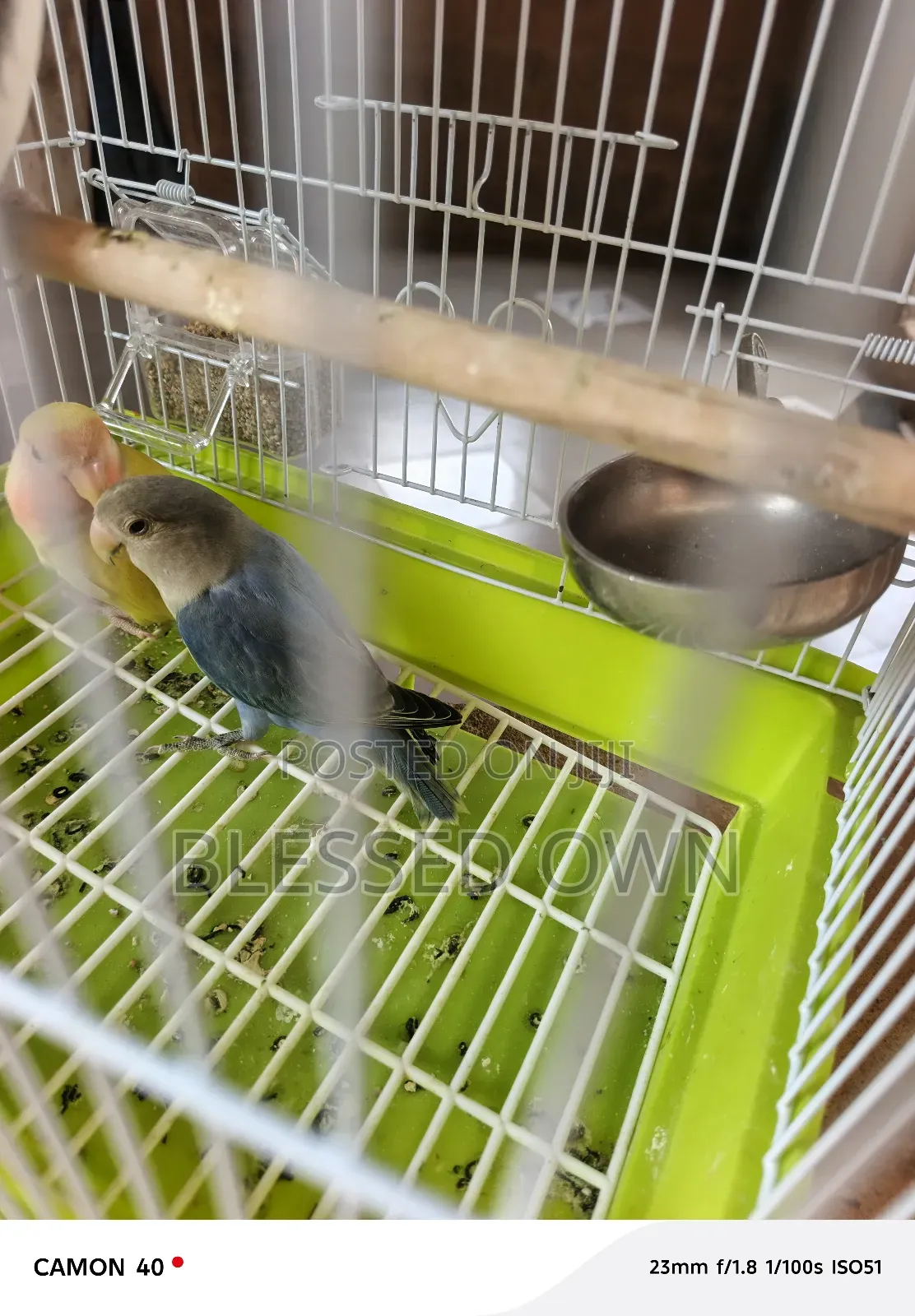 Foreign Coloured Bird Parrots