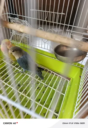 Foreign Coloured Bird Parrots