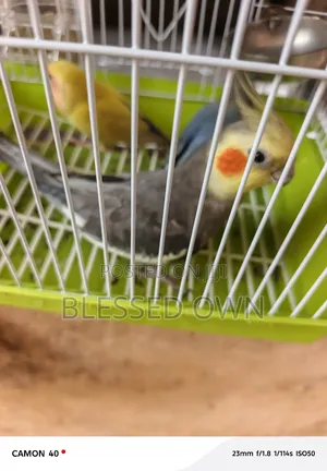 Beautiful Parrots Birds