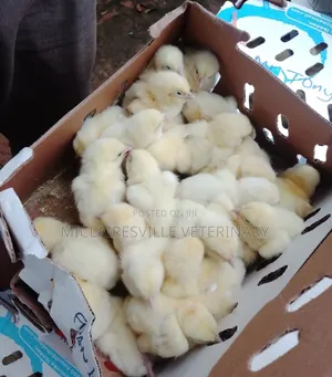 Day Old Chicks Supply