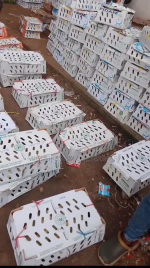Olam Day Old Chicks Broiler