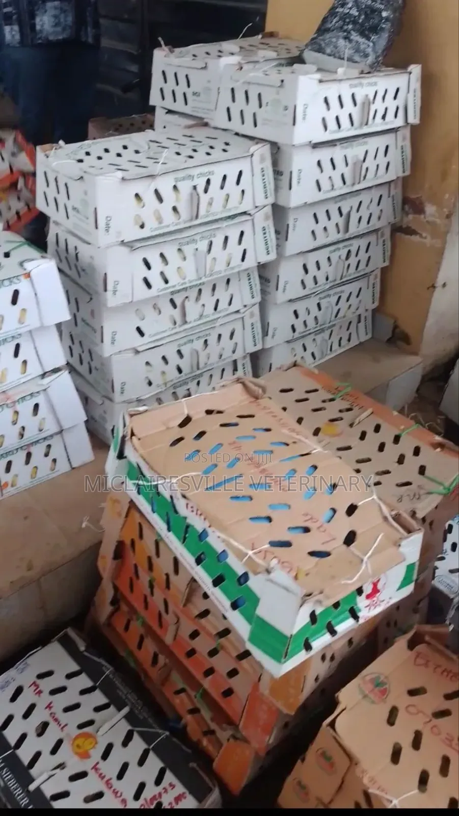 Olam Day Old Chicks Broiler