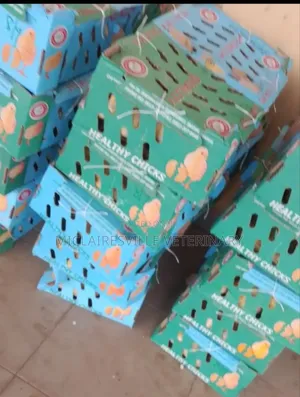 Olam Day Old Chicks Broiler