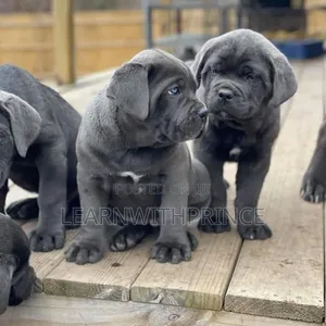 1-3 months Female Purebred Cane Corso