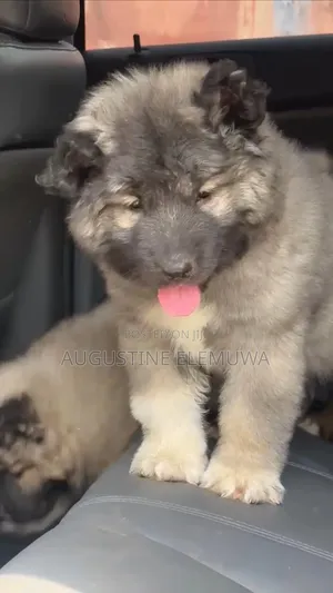 1-3 months Male Purebred Caucasian Shepherd
