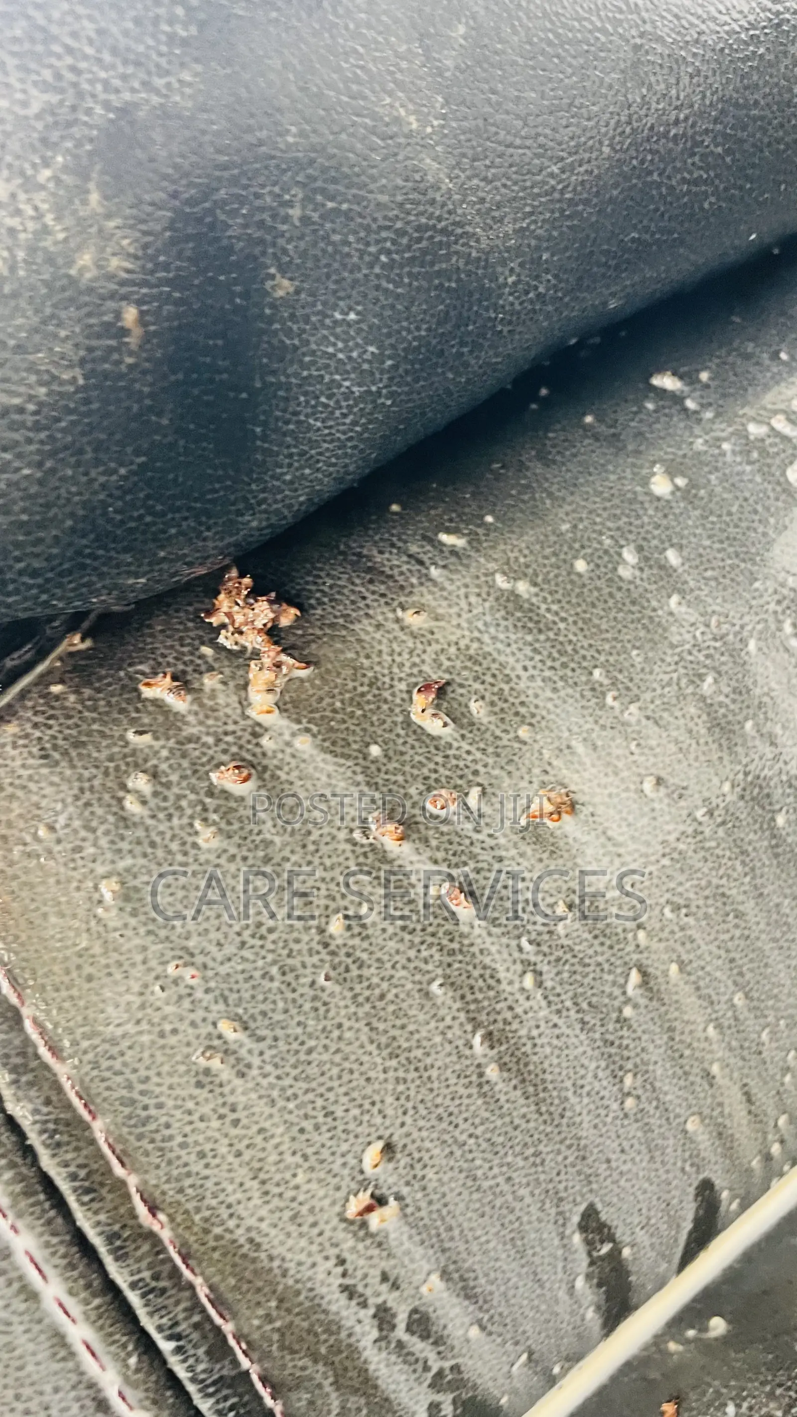 Instant Bedbugs Result Fumigation
