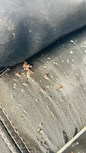 Instant Bedbugs Result Fumigation