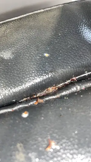 Certified Bedbug Solution