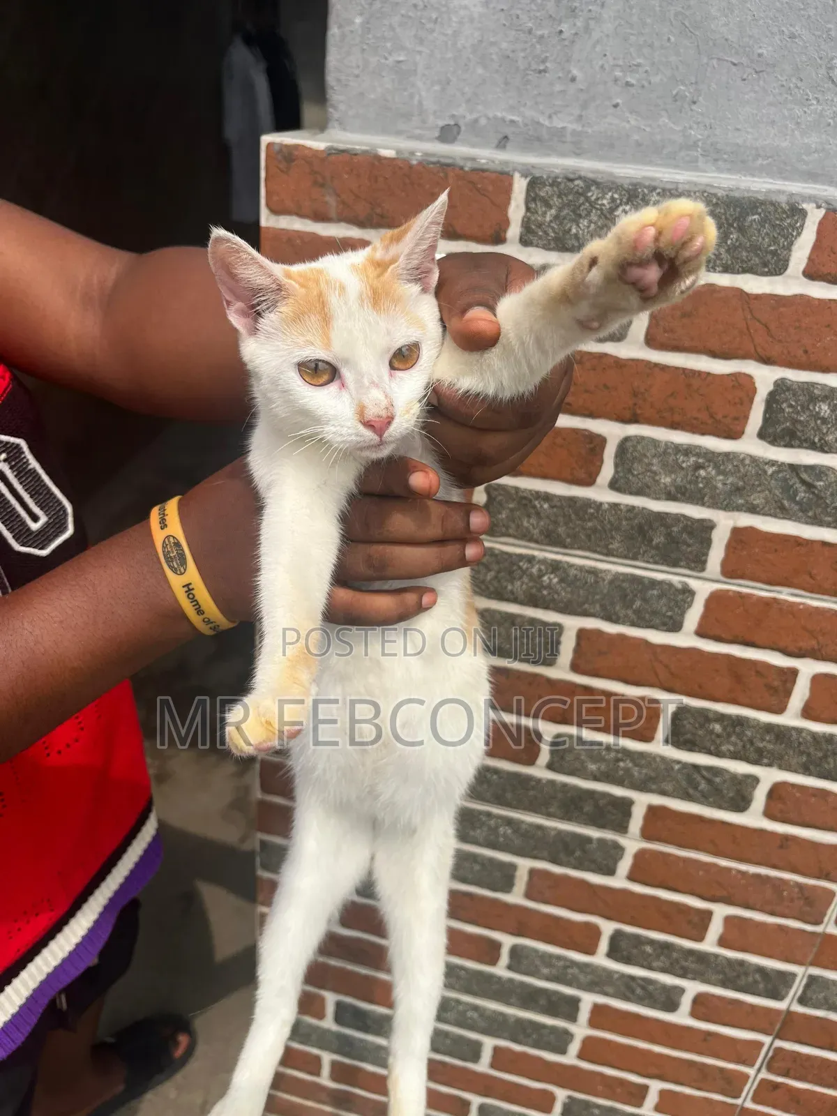3-6 months Male Mixed Breed Domestic Shorthair