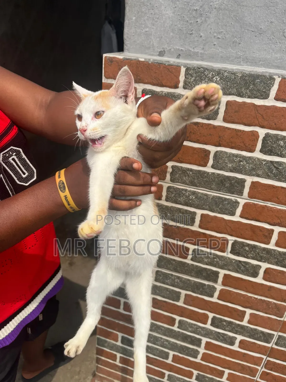 3-6 months Male Mixed Breed Domestic Shorthair