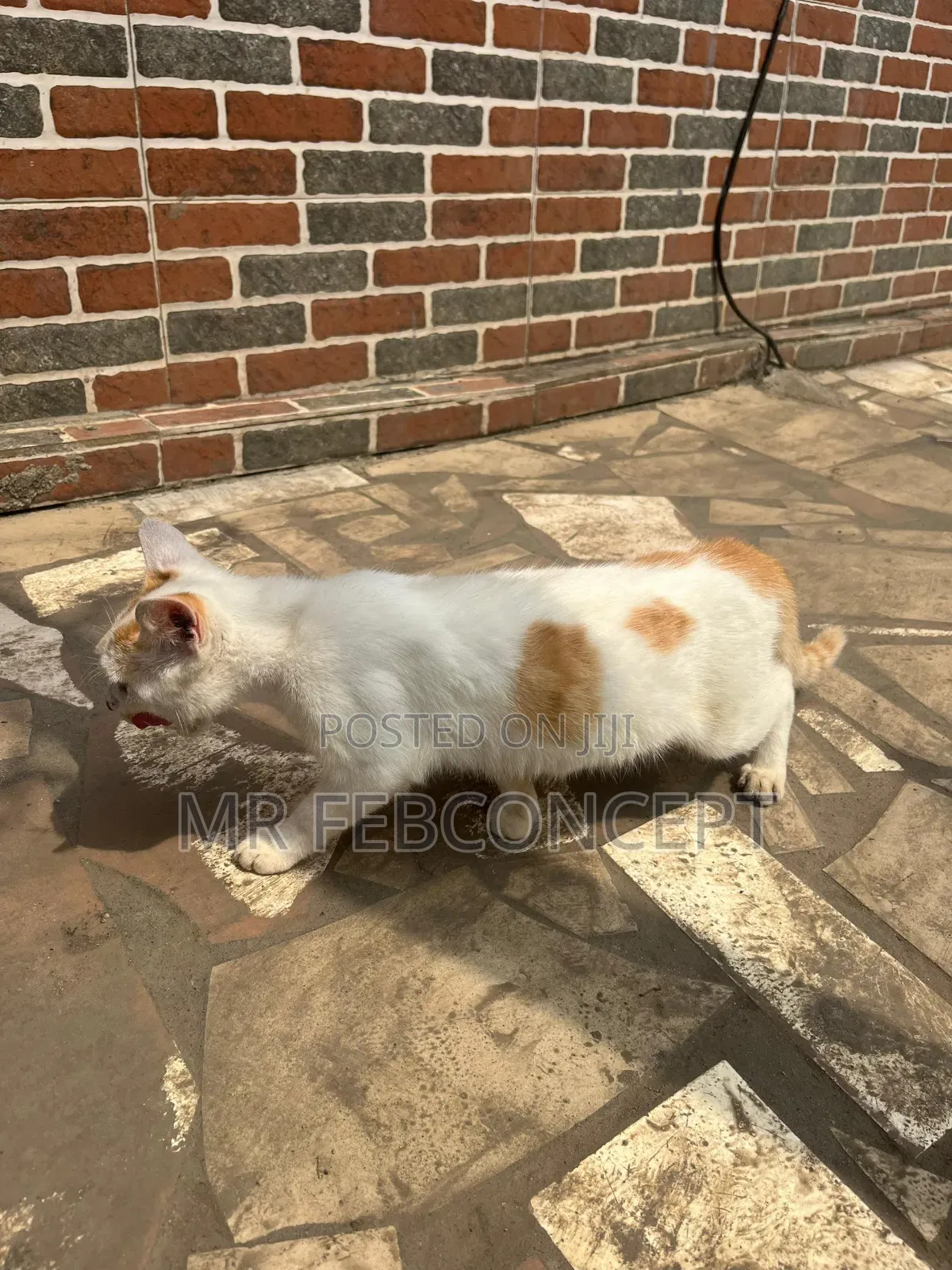 3-6 months Male Mixed Breed Domestic Shorthair