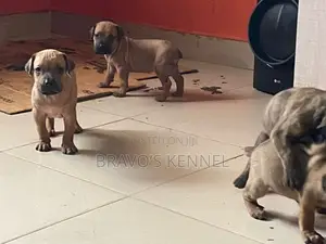 1-3 months Female Purebred Boerboel