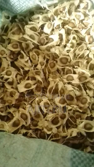 Moringa Seed (1kg)