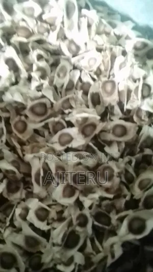 Moringa Seed (1kg)