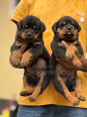 1-3 months Female Purebred Rottweiler