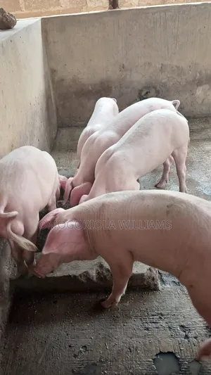 Landrace Piglets (Male, Female)